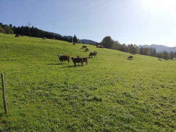 Tiere auf der Weide beim Ausblickhof in Egg