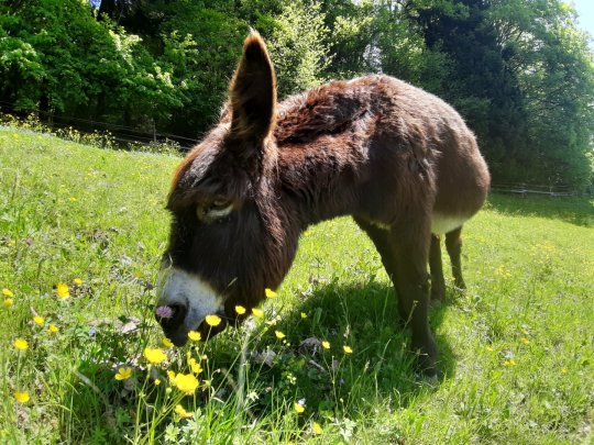 Cleo in einer märchenhaften Wiese